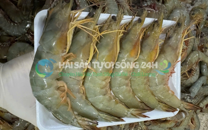 Tôm He biển túi 500g 1 Giới thiệu về Tôm He biển