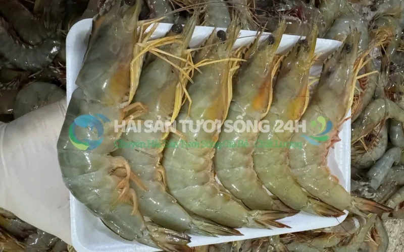 Giới thiệu về Tôm He biển