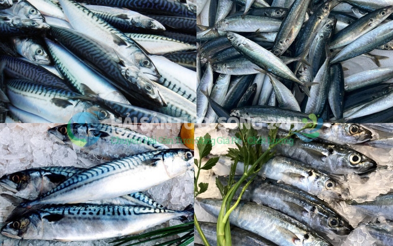 Làm sao để chọn được Cá Nục Bạc Má tươi ngon?