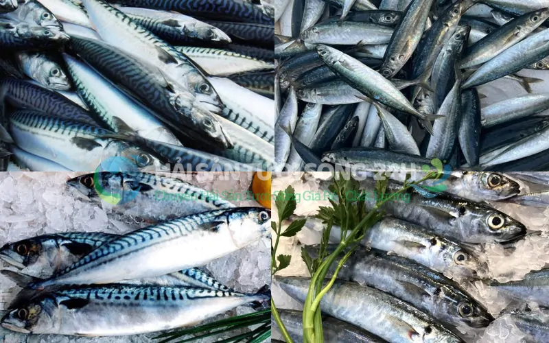 Cá nục bạc má túi 500g 2 Làm sao để chọn được Cá Nục Bạc Má tươi ngon?