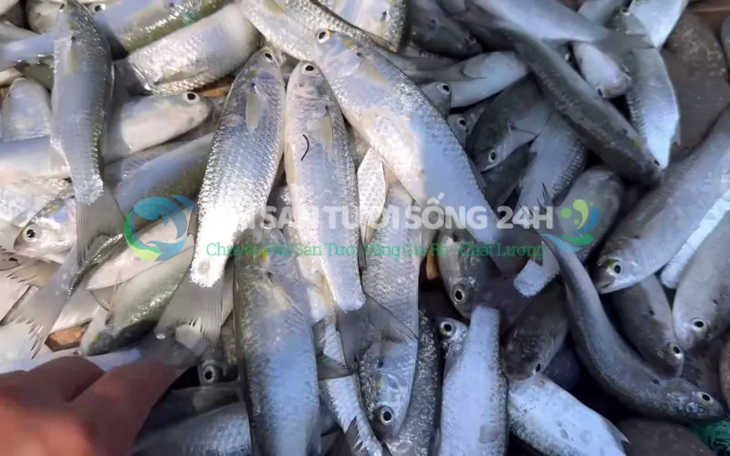 Lưu ý khi mua Cá Đối