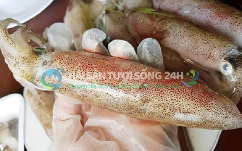 Mua mực ống tươi sống ở đâu uy tín tại TP.HCM?