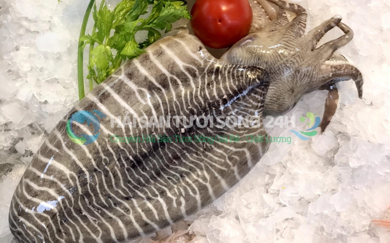 Mực mai là gì? Làm sao để không nhầm lẫn khi đi chợ?