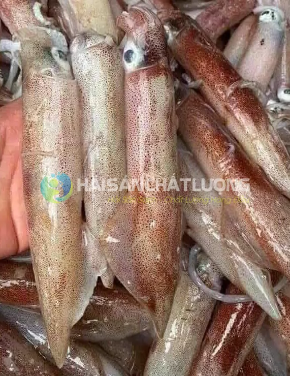 Mực tươi ngon, chất lượng