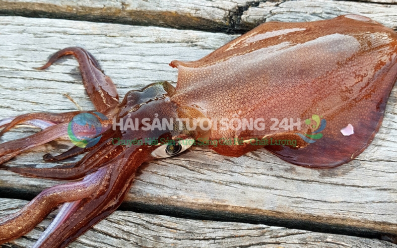 Phân biệt Mực mai với mực ống và mực lá