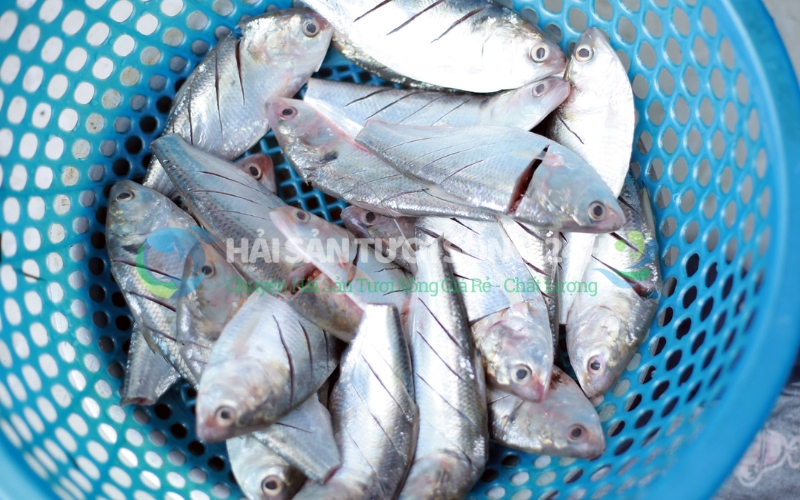 Cá mòi biển túi 500g 4 Sơ chế cá Mòi: Làm sao để khử sạch mùi tanh và xương dăm?