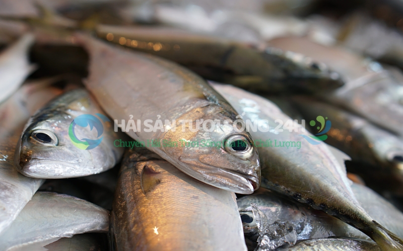 Tại sao Cá nục bạc má lại được nhiều người yêu thích?