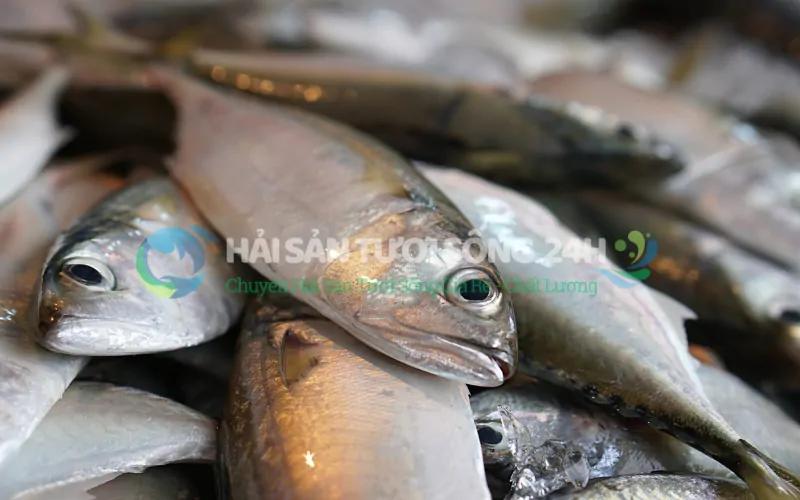 Cá nục bạc má túi 500g 1 Tại sao Cá nục bạc má lại được nhiều người yêu thích?