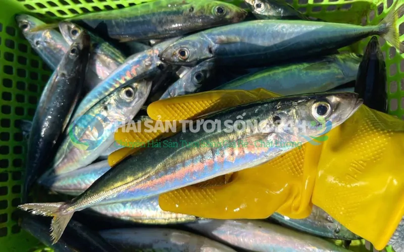 Tại sao cá nục suôn tại Hải Sản Tươi Sống 24h lại khác biệt?