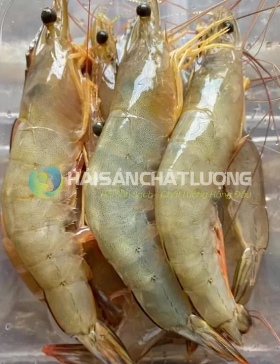 Tôm he biển tươi ngon