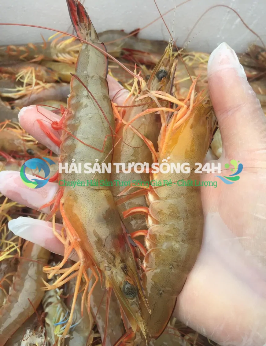 Tôm He biển túi 500g