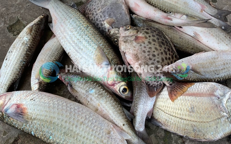 Vì sao nên mua Cá Đối tại Hải Sản Tươi Sống 24h