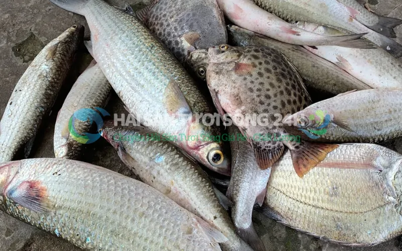 Vì sao nên mua Cá Đối tại Hải Sản Tươi Sống 24h