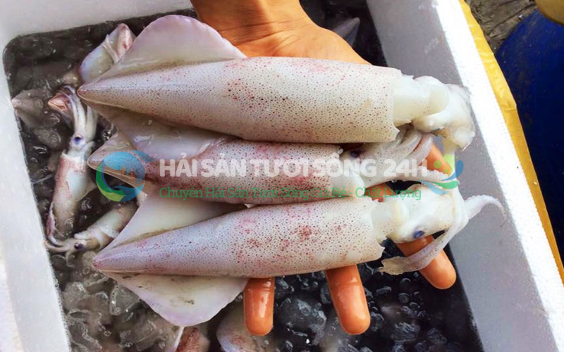 Mực Trứng Túi 500g 4 Bảo quản Mực Trứng như thế nào cho đúng cách?