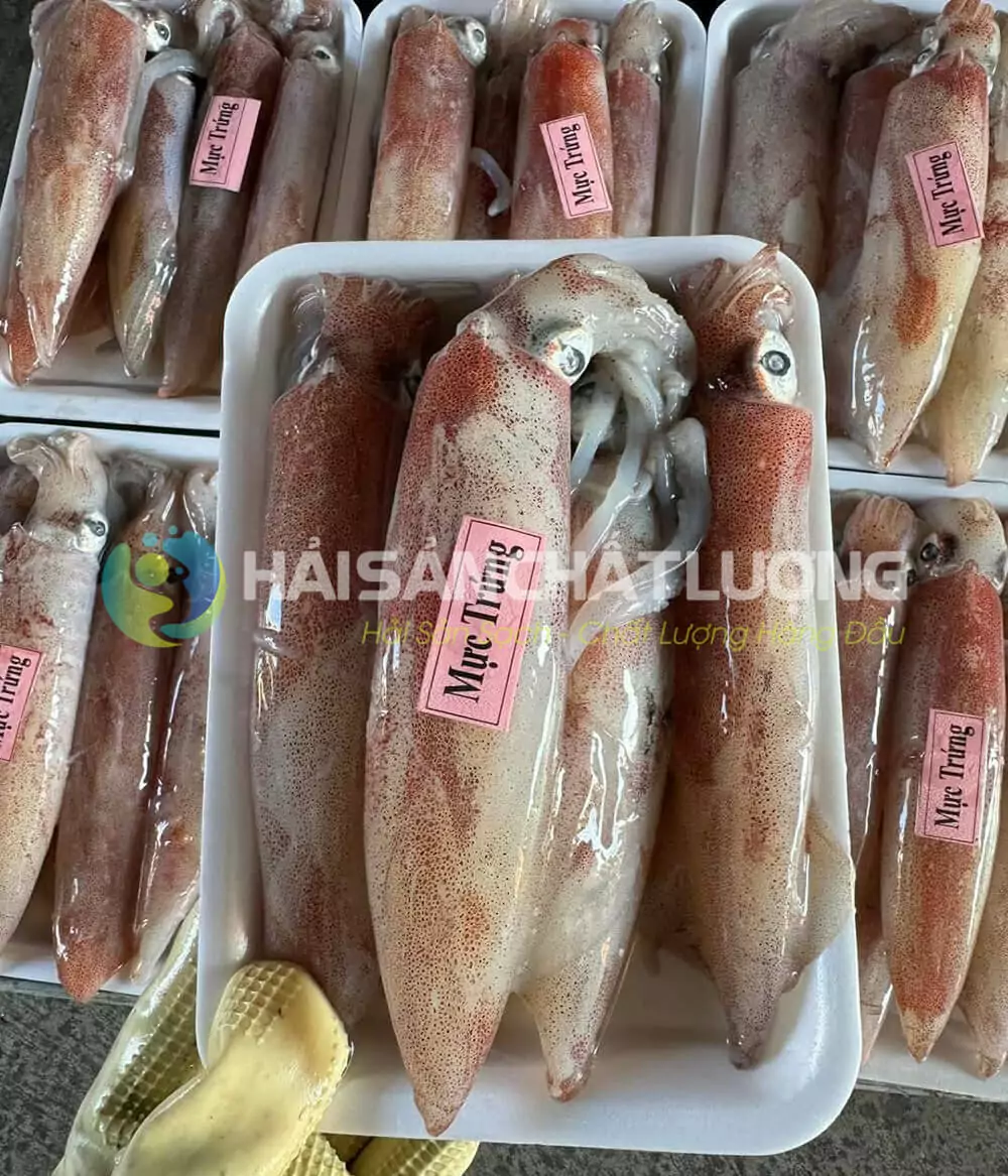 Hải Sản Chất Lượng cung cấp mực trứng tươi ngon, giá tốt