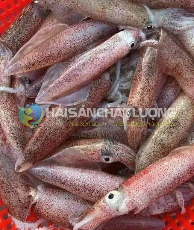 Mực trứng tươi ngon