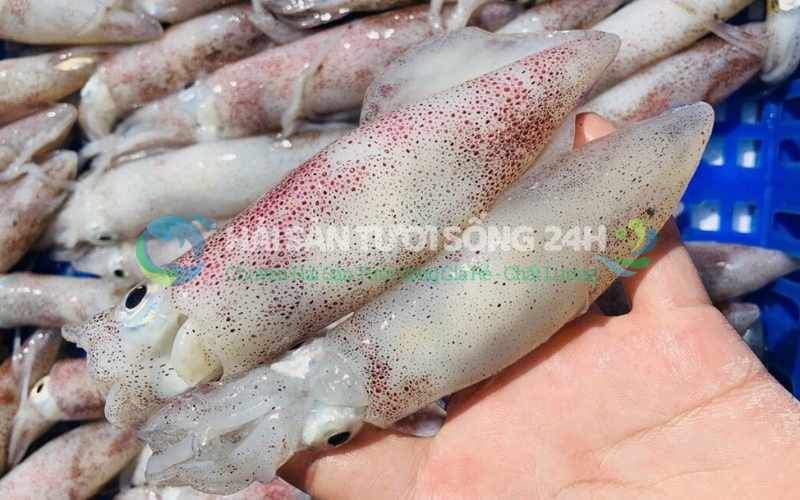 Mực Trứng Túi 500g 2 Tiêu chí chọn Mực Trứng tươi ngon - Dễ nhớ