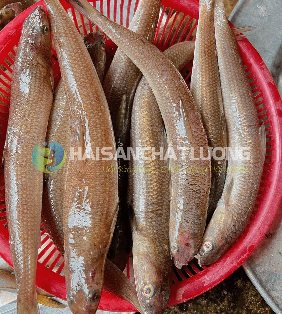 Cá mối biển chất lượng