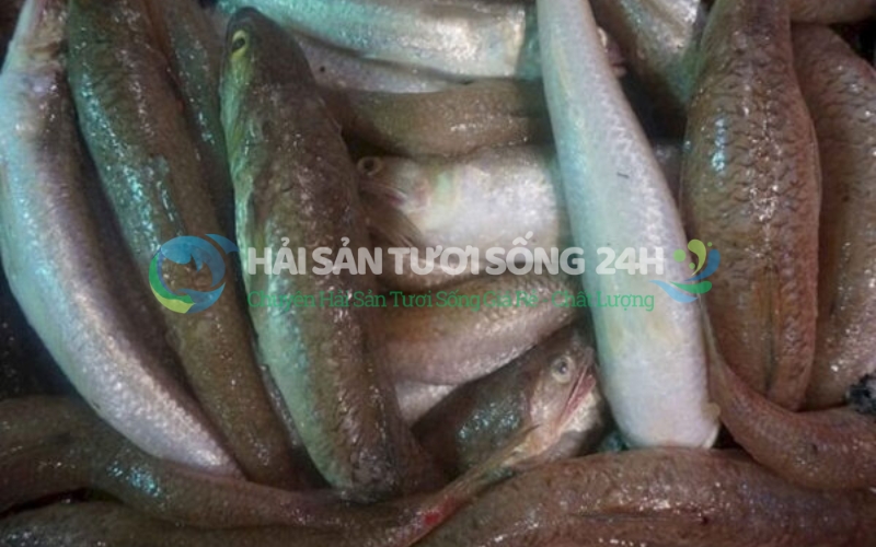Cách Chọn Cá Mối Tươi Ngon