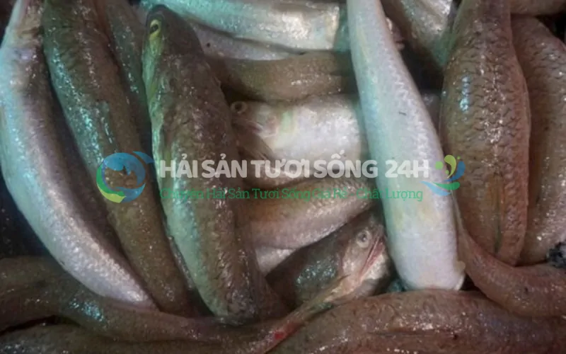 Cách Chọn Cá Mối Tươi Ngon