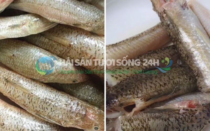 Giá trị Dinh Dưỡng của cá Mối