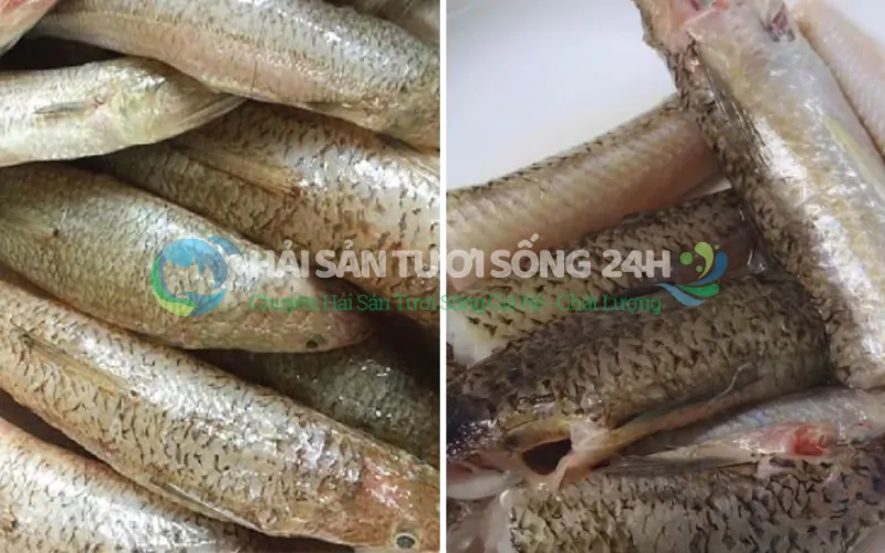 Nhận biết cá Mối như thế nào?