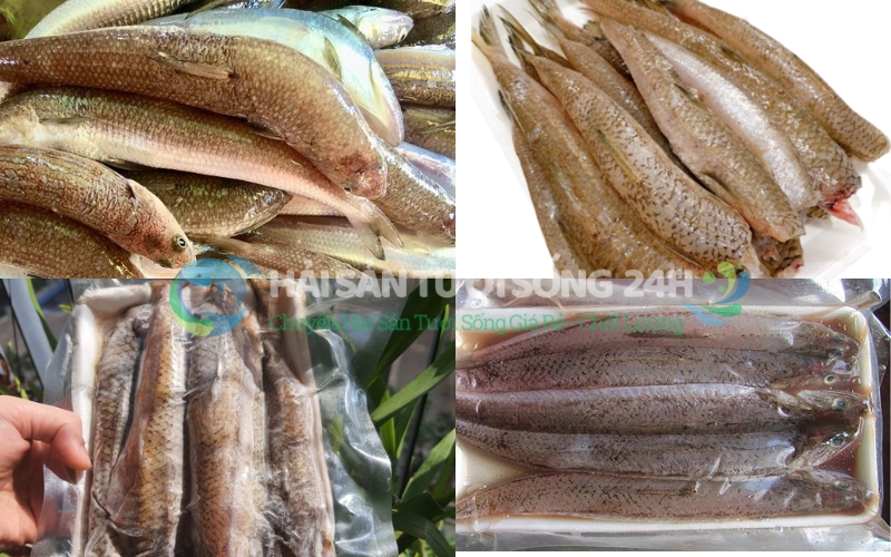 Mẹo Bảo Quản Cá Mối Đúng Cách