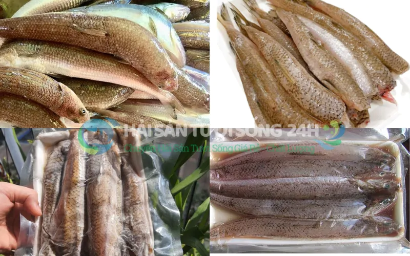 Mẹo Bảo Quản Cá Mối Đúng Cách