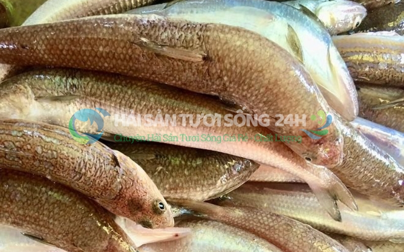 Những Lợi Ích Mà Cá Mối Mang Lại