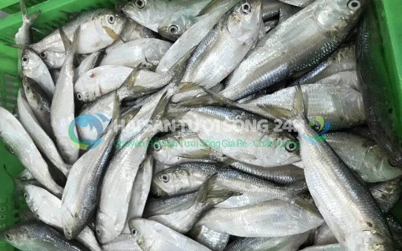 Bí quyết chọn mua cá Mòi tươi ngon