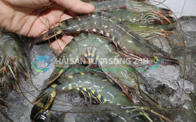 Các món ăn làm từ Tôm He siêu ngon - Dễ dàng chế biến tại nhà 9 Bí quyết chọn và sơ chế Tôm He chuẩn tại Hải Sản Tươi Sống 24h