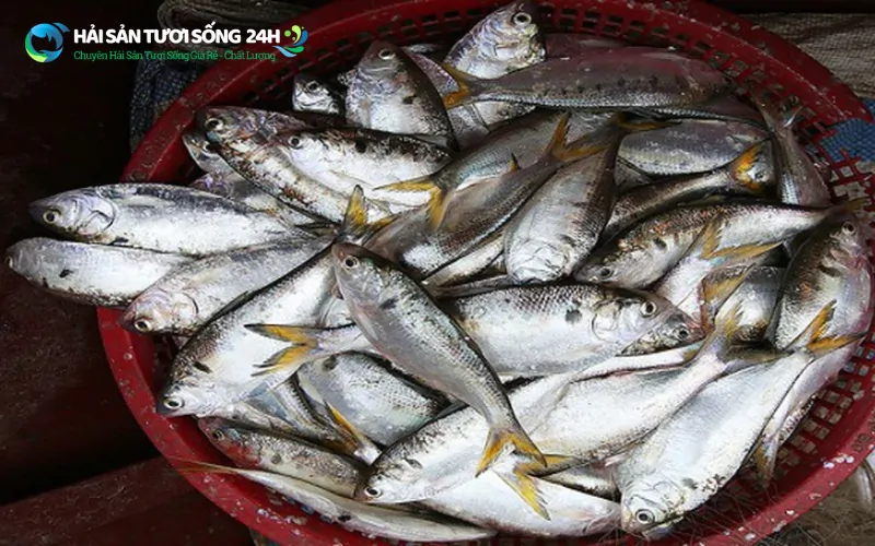 Cá mòi bao nhiêu 1kg? Cập nhật giá thị trường hiện nay