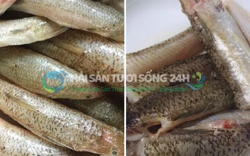 Cá Mối là cá gì? Tại sao lại khiến mọi người lại mê mẩn?