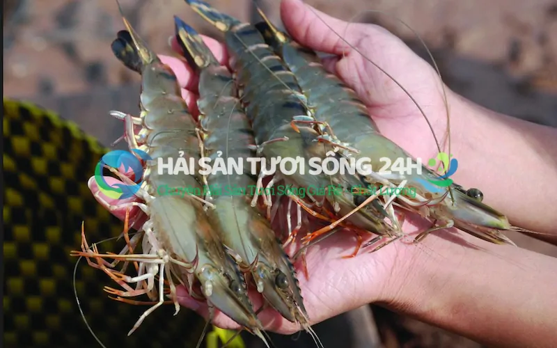 Cách bảo quản tôm he sao cho tươi vẫn giữ nguyên vị ngon