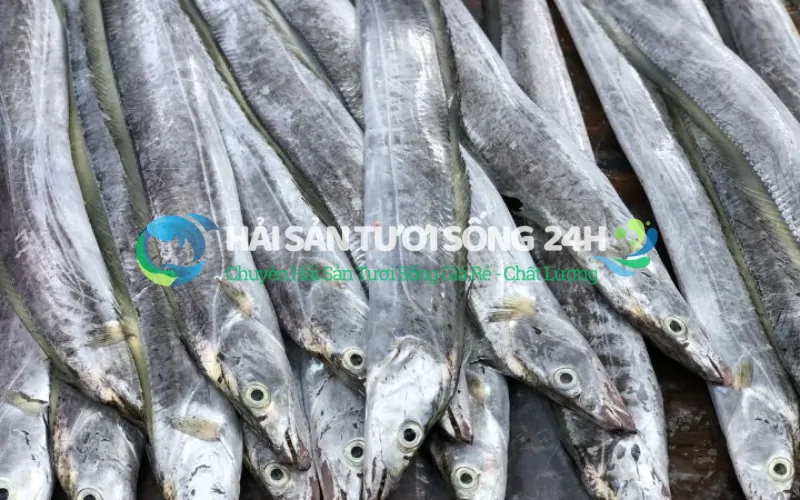 Cách chọn mua cá hố tươi ngon chuẩn chỉ