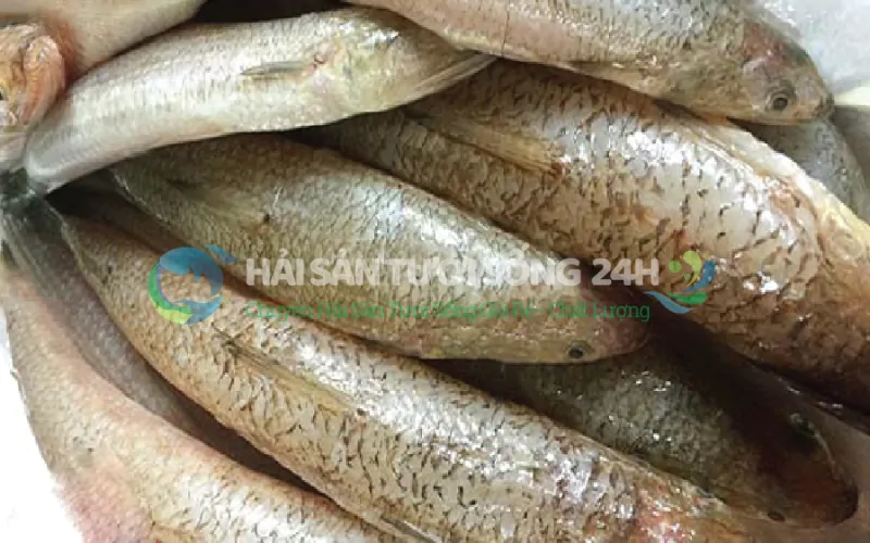 Cách chọn mua Cá Mối để món ăn chuẩn vị