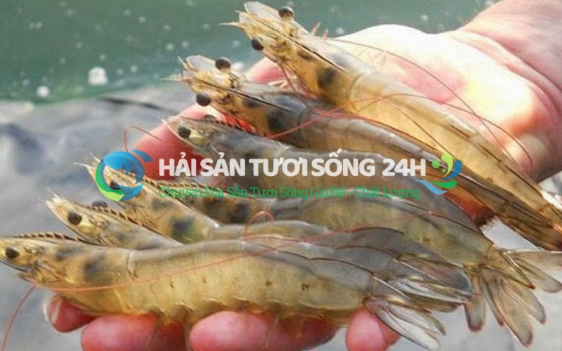 Cảm nhận độ đàn hồi của vỏ và thịt