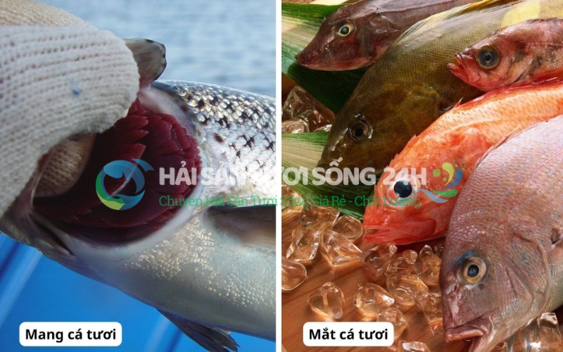 Cẩn thận với cá ươn tẩm hóa chất (Phân Urê)