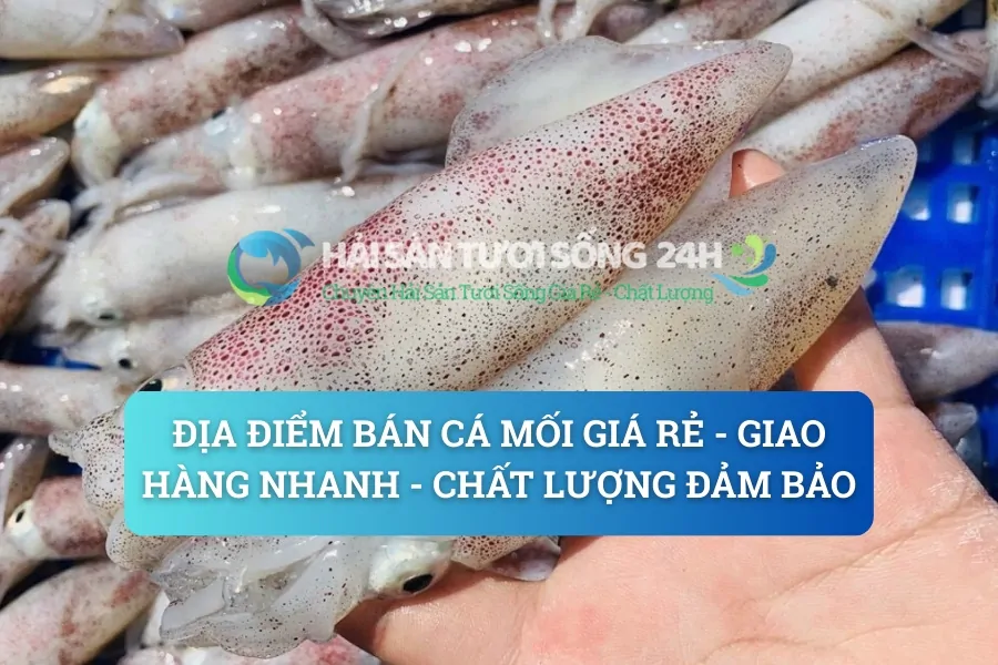 Địa điểm bán Cá Mối giá rẻ - Giao hàng nhanh - Chất lượng đảm bảo
