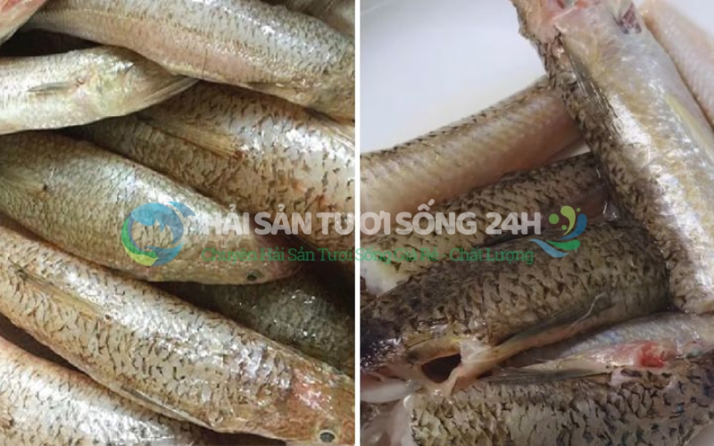 Giá cá Mối bao nhiêu tiền 1kg hiện nay?