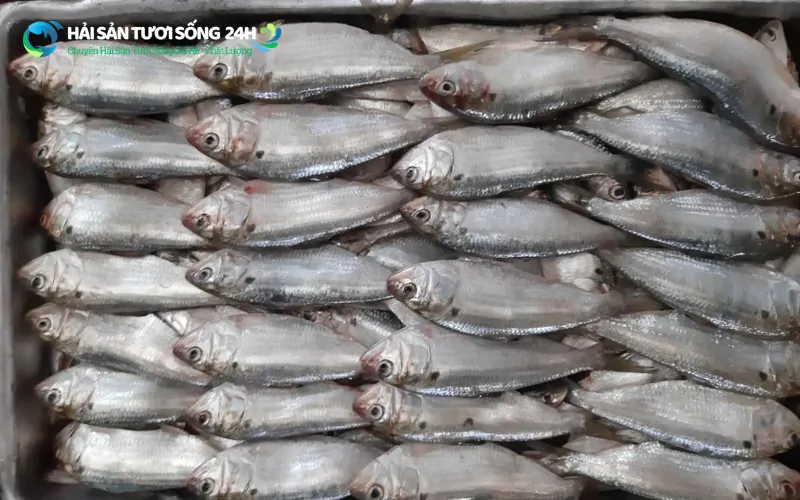 Giá cá mòi tươi so với giá trị thực