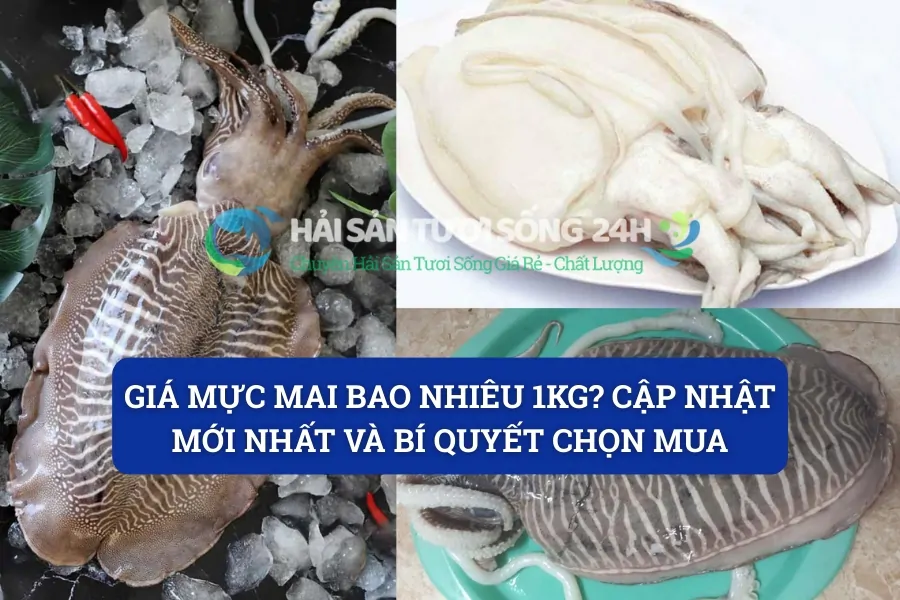 Giá mực mai bao nhiêu 1kg? Cập nhật mới nhất và bí quyết chọn mua