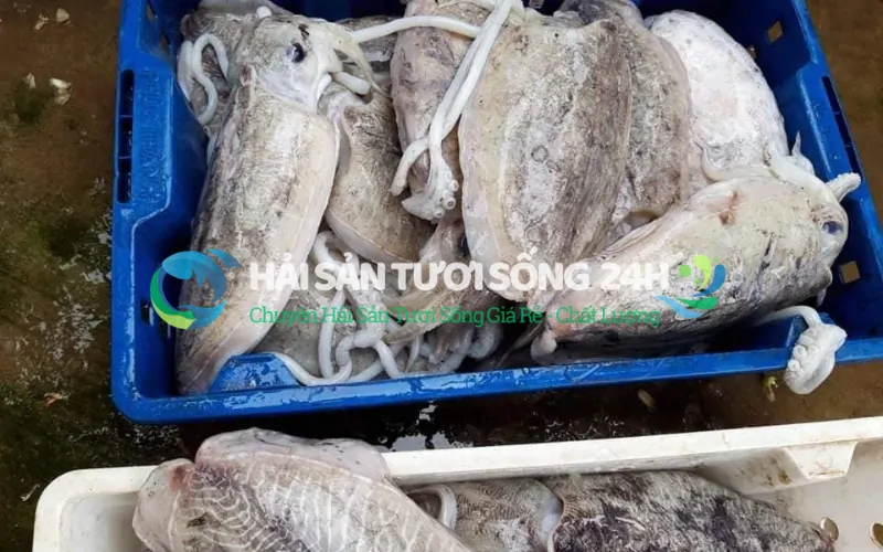 Giá Mực mai bao nhiêu 1kg và dao động như thế nào?