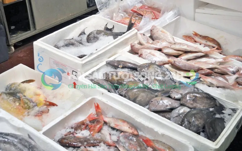 Hải Sản Tươi Sống 24h - Địa điểm bán cá mối giá rẻ, giao hàng tận nơi