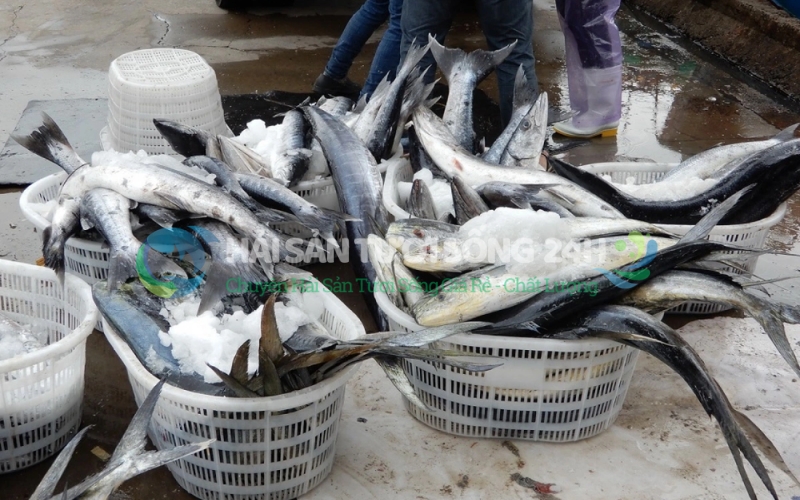 Hải Sản Tươi Sống 24h - Địa điểm bán cá Thu Giá rẻ - Chất lượng - Uy tín