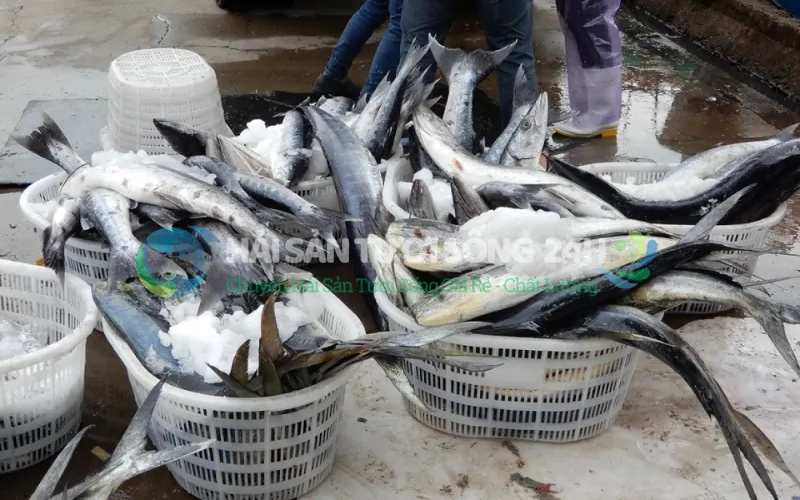 Hải Sản Tươi Sống 24h - Địa điểm bán cá Thu Giá rẻ - Chất lượng - Uy tín