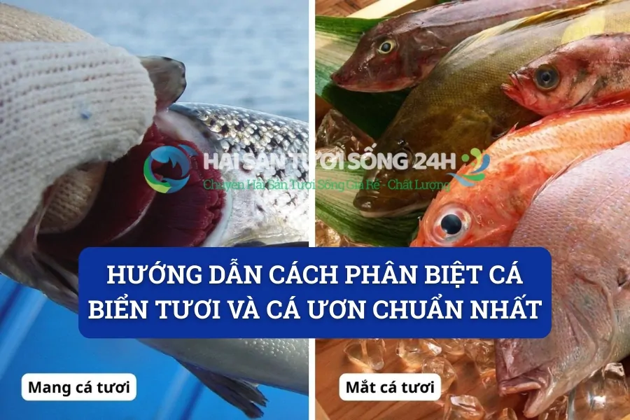 Hướng dẫn cách phân biệt cá biển tươi và cá ươn chuẩn nhất