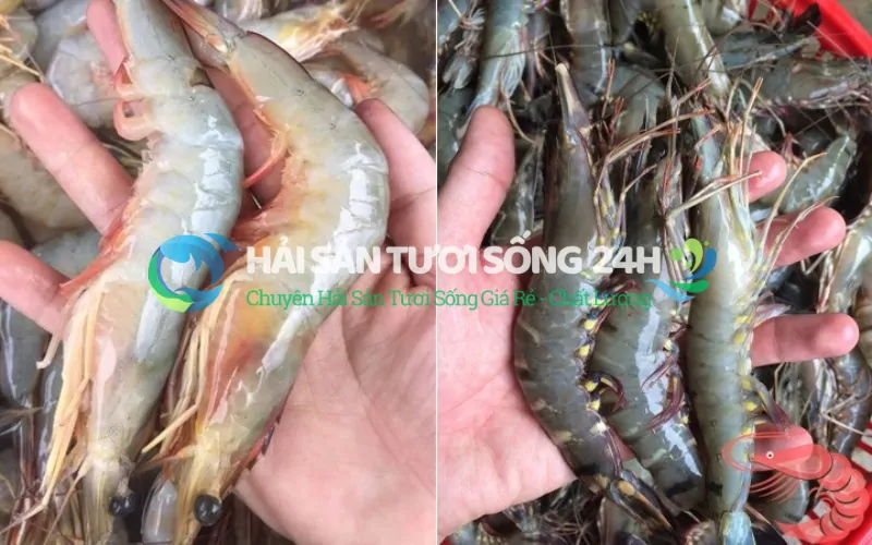 Kiểm tra hình dáng và đuôi tôm