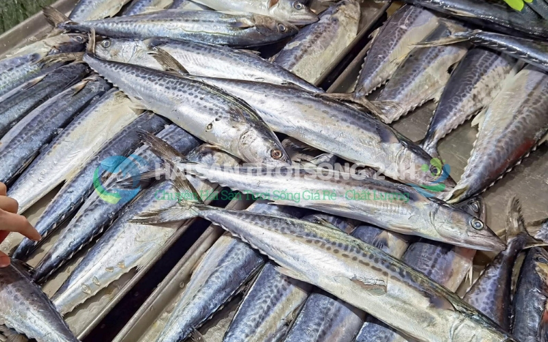 Mẹo chọn cá thu tươi ngon không phải ai cũng biết