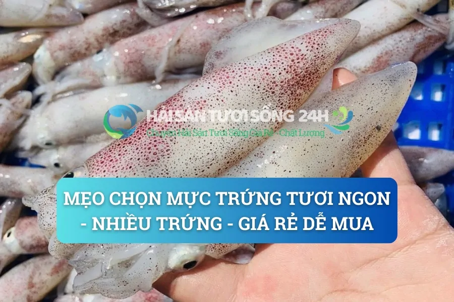 Mẹo chọn Mực Trứng tươi ngon - Nhiều trứng - Giá rẻ dễ mua